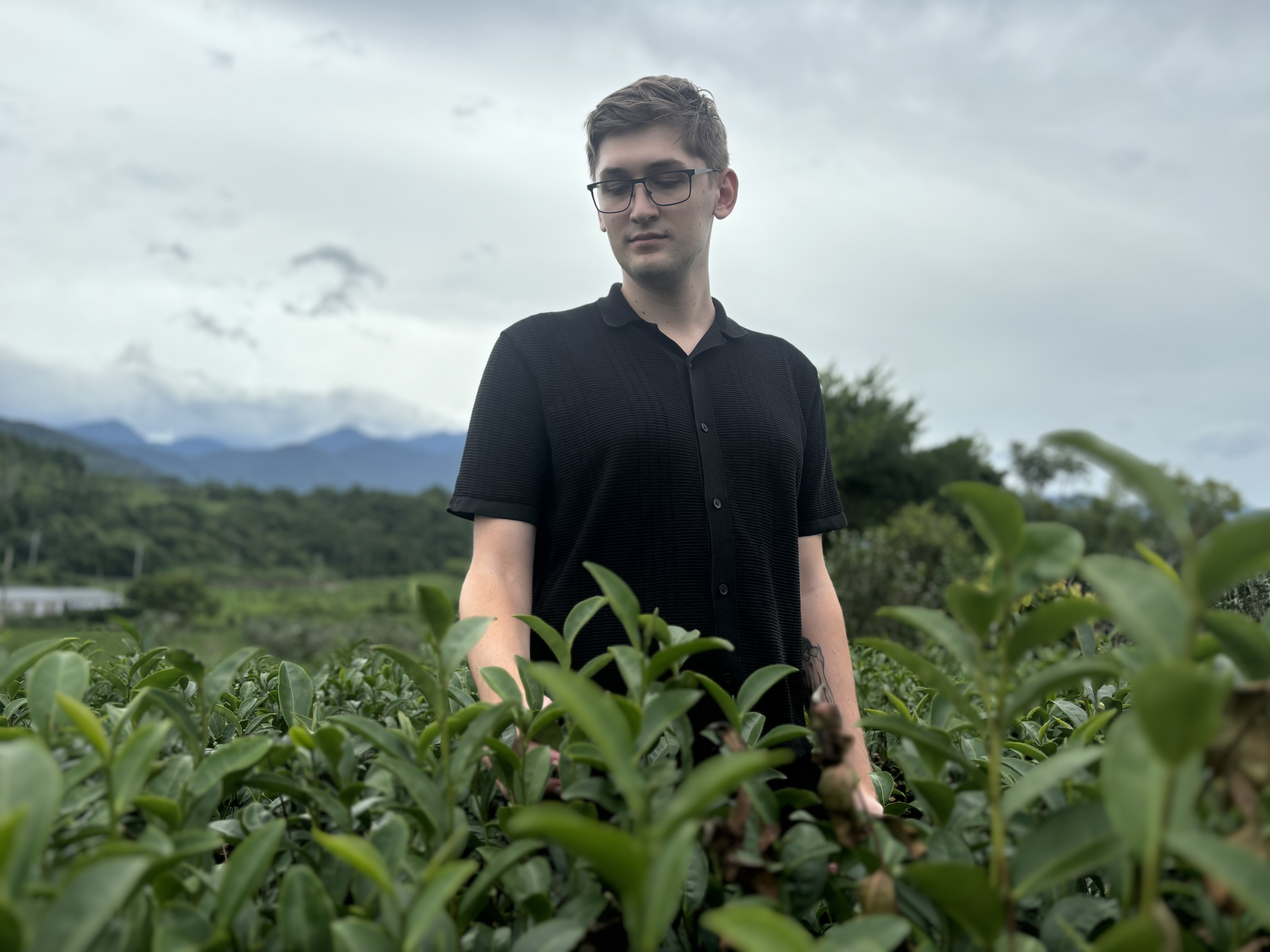 Formosa Tea photo